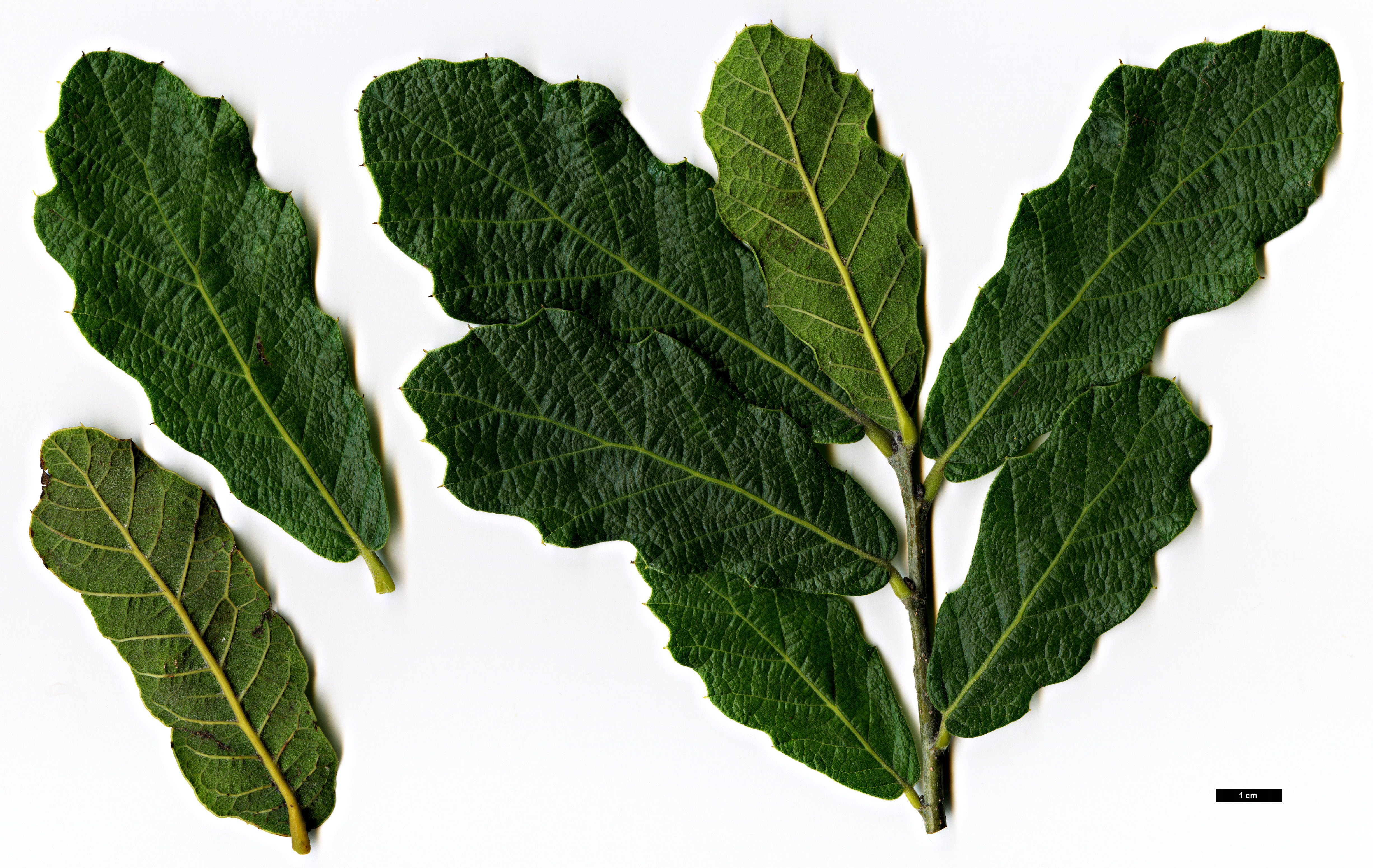 High resolution image: Family: Fagaceae - Genus: Quercus - Taxon: tristis 